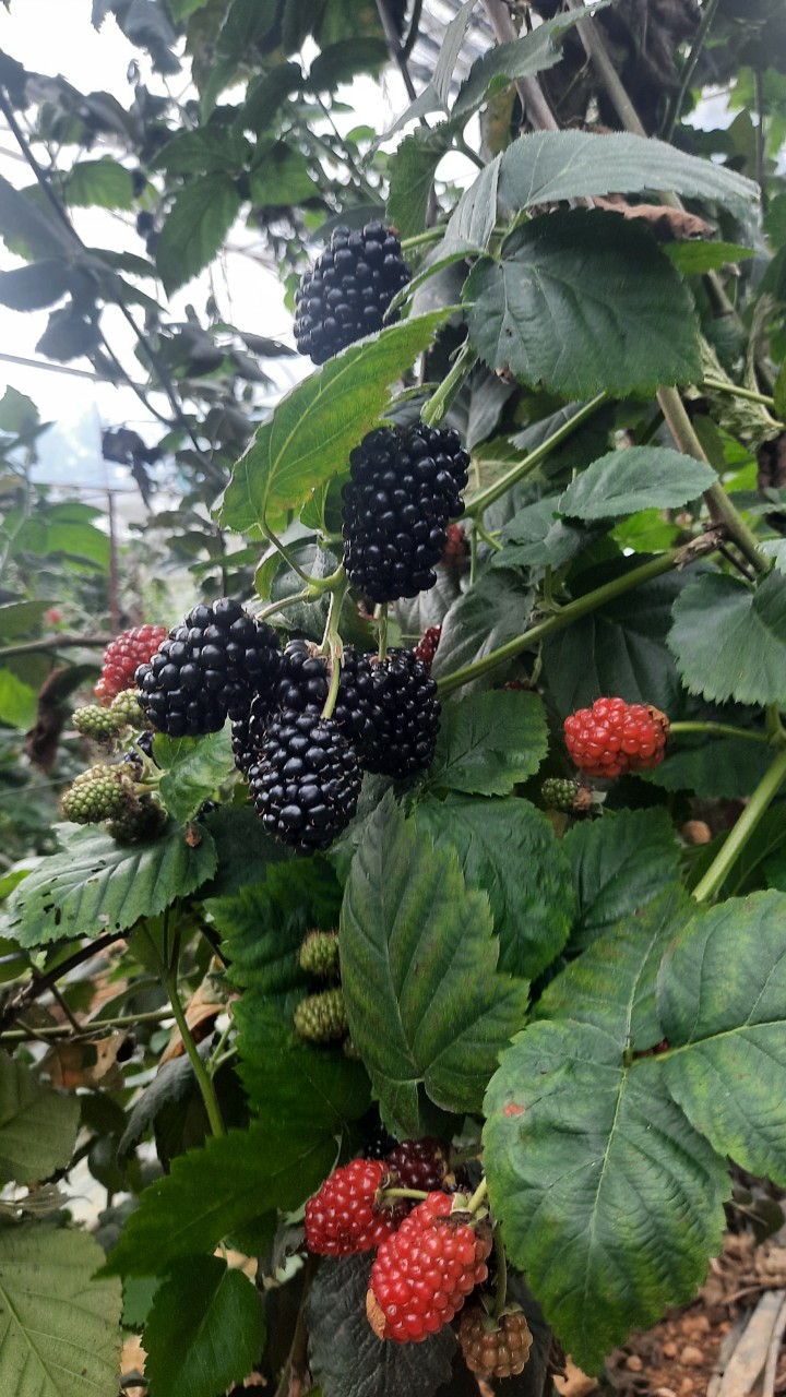 Product Info Image 13